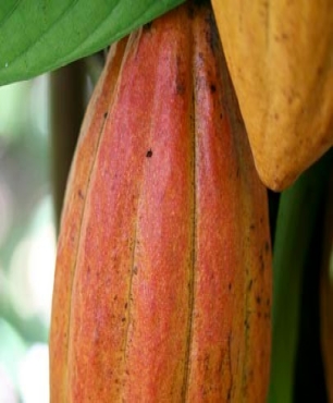 Manteca de cacao