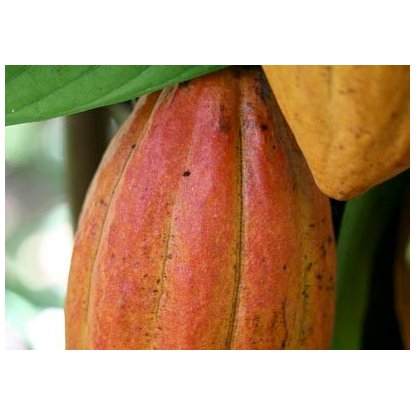 Manteca de cacao