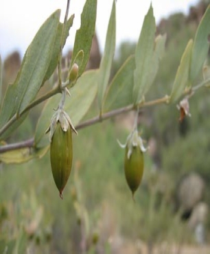 Aceite de jojoba