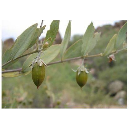 Aceite de jojoba