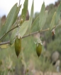 Aceite de jojoba