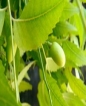 Aceite de neem orgánico