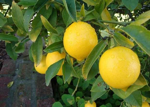 Limoneno