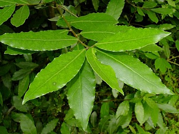 Aceite de Laurel