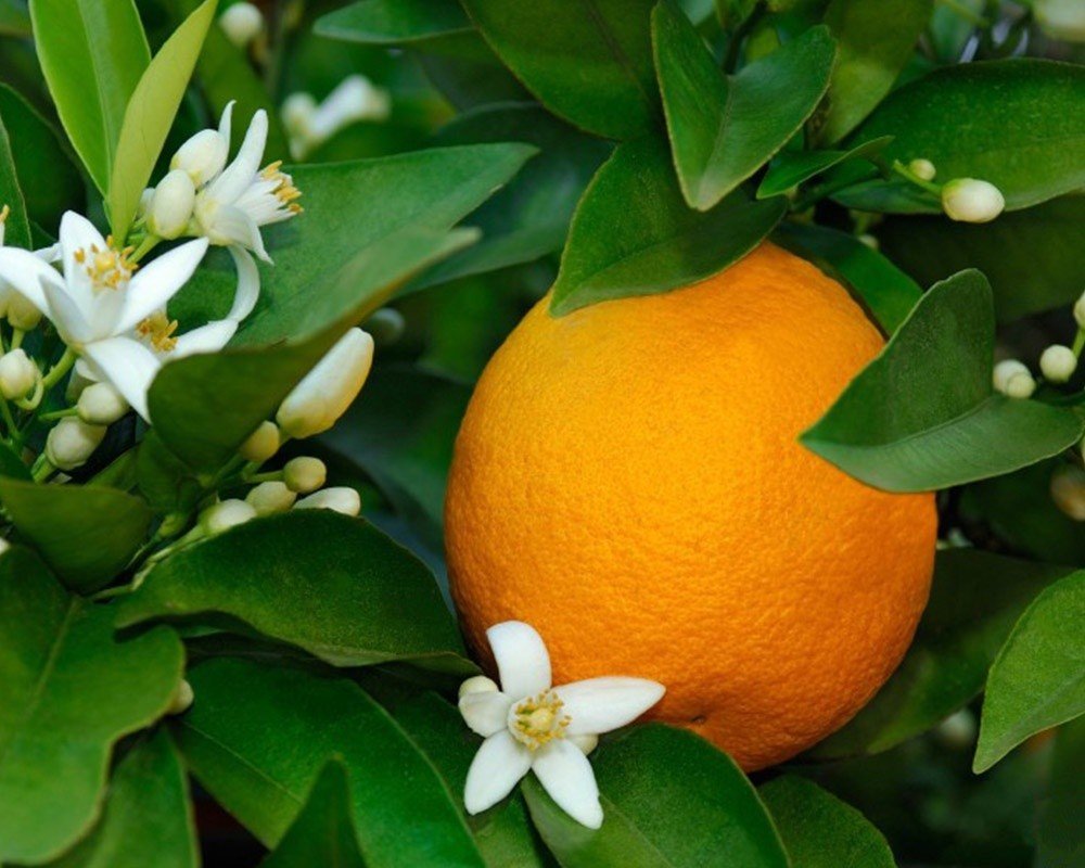 Naranja Amarga