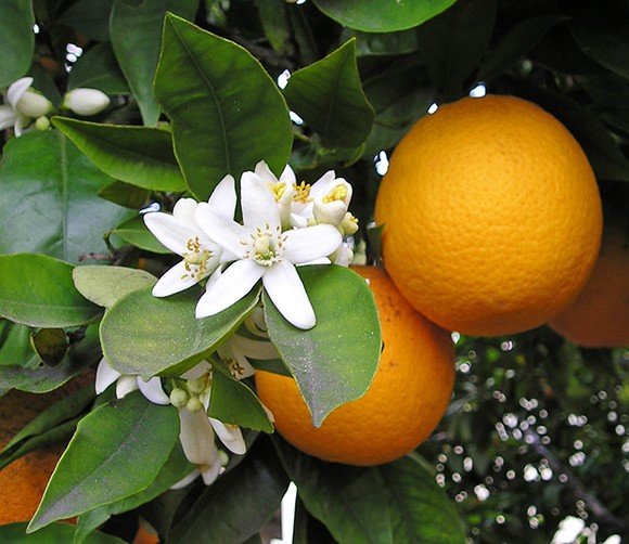 Naranja Dulce