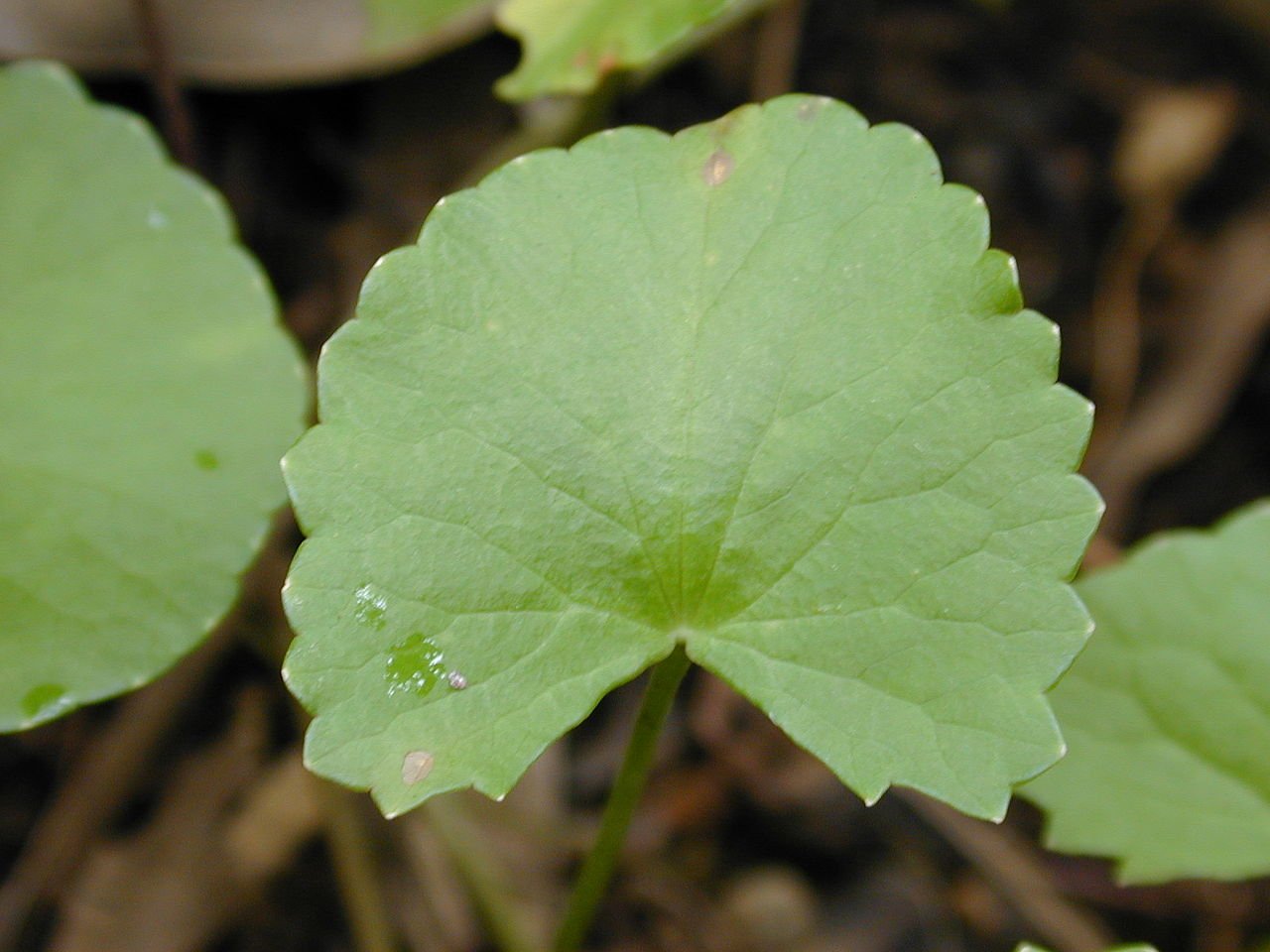 Extracto de Centella Asiatica