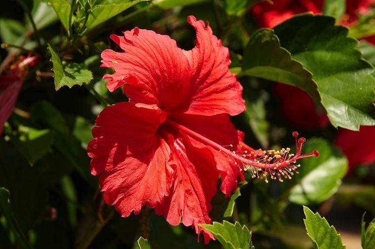 Hibisco