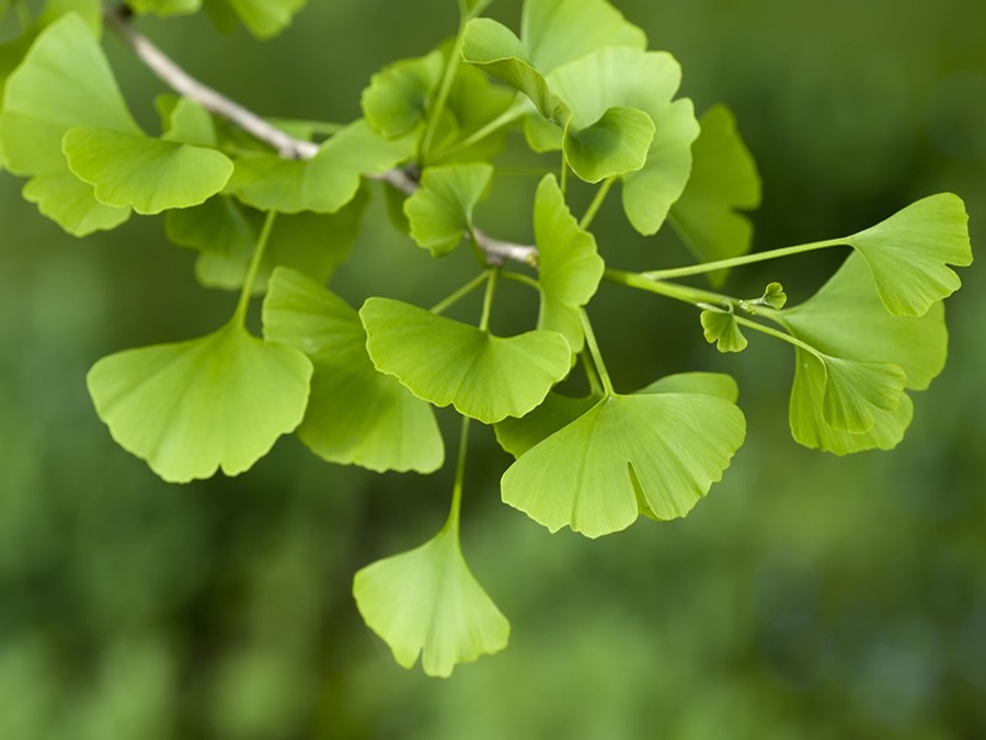 Extracto de Ginkgo Biloba