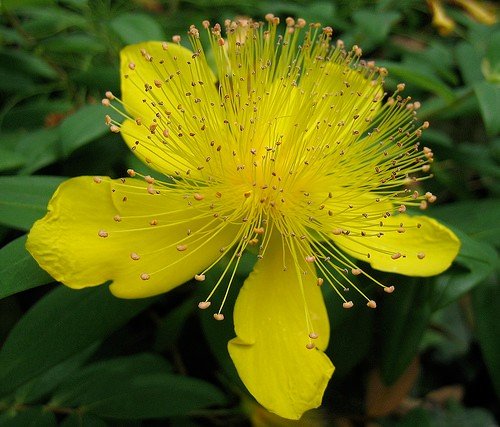 Hypericum