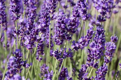 Lavanda