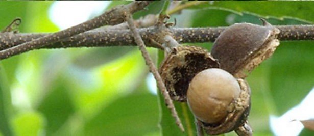 Aceite de Macadamia