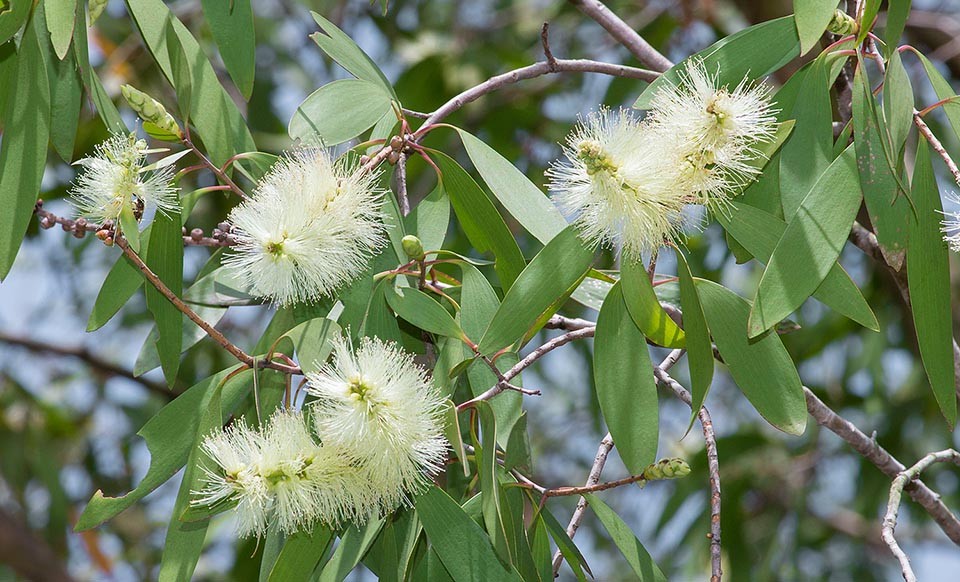 Aceite esencial de árbol de té blanco