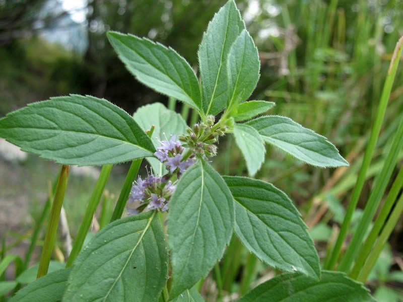 Menta Campestre