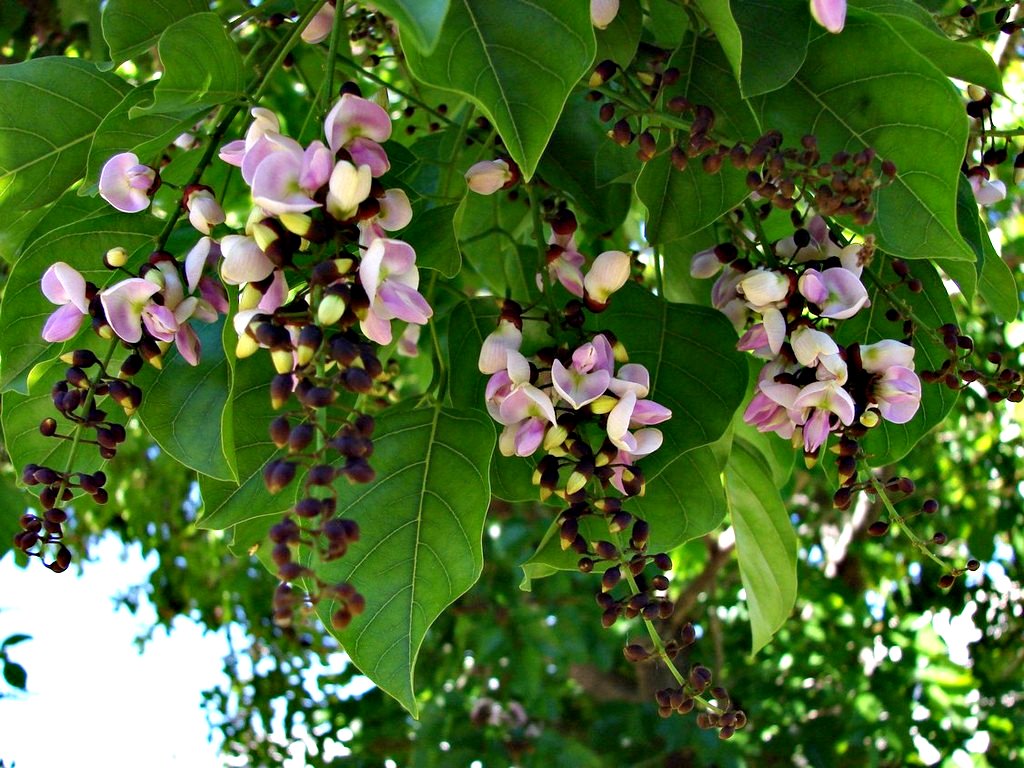 Pongamia