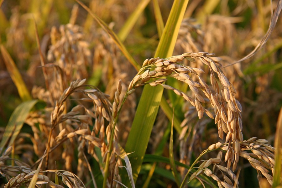 Polvo de Arroz