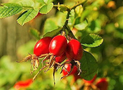 Aceite Rosa Mosqueta Chilena - COSMETICAS PANAL