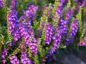 Scutellaria Baicalensis