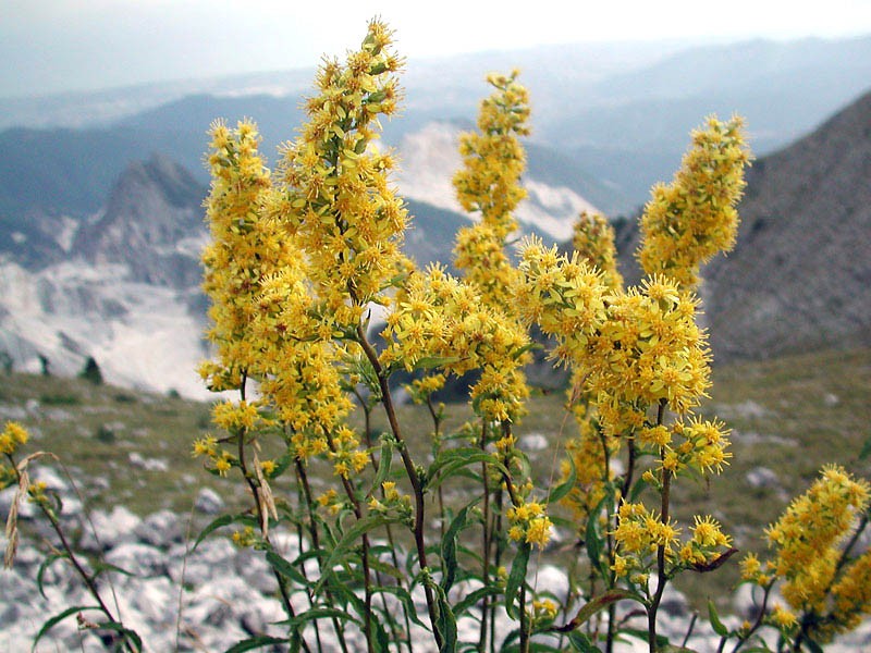 Extracto de Solidago