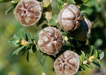 Aceite esencial de árbol de té